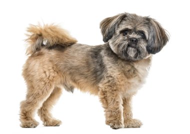 Melez bir köpeğin beyaz üzerinde dikilirken yan görüntüsü.
