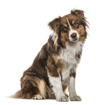 Oturmuş, üzerinde beyaz izole Avustralyalı çoban