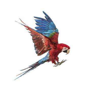 Yeşil kanatlı Macaw, Ara kloropterus, beyazın önünde uçuyor.