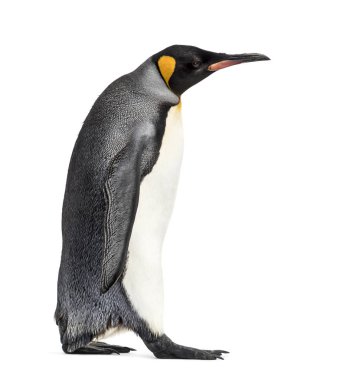 Beyaz renkte yalnız gezen bir penguenin yan görüntüsü.