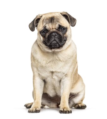 Oturan Pug, beyaz üzerine izole edilmiş.