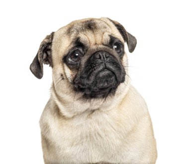 Bir Pug 'ın portresi, beyaz üzerine izole edilmiş, beyaz üzerine izole edilmiş.