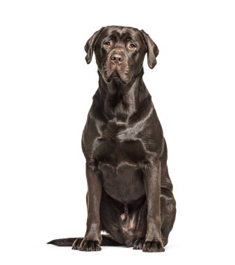 Oturan Çikolata Labrador köpeği, beyaz tenli.