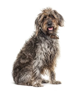 Oturan kahverengi Shaggy Korthals Griffon köpeği, beyaz üzerine izole