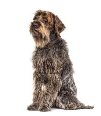 Beyazlar üzerinde izole edilmiş İfade Edici Korthaller Griffon köpeği.