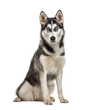 Oturan Sibirya Husky 'si, beyaz tenli.