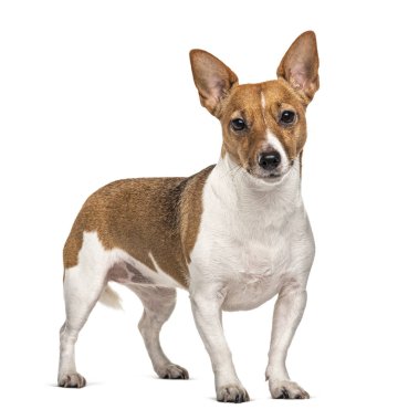 Duran Jack Russell Teriyeri, beyaz üzerinde izole.