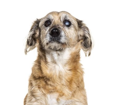 Tek gözlü kör, melez köpek, beyazın üzerinde soyutlanmış.