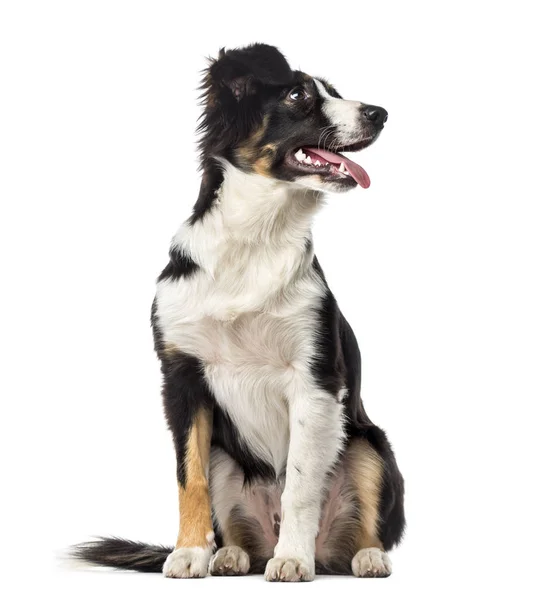 Puppy Border Collie Panting Months Old Isolated White — Stock Photo, Image