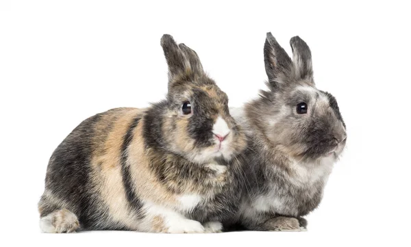 Two Rabbits Lying Isolated White — Stock Photo, Image