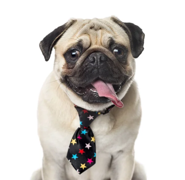 Primer Plano Pug Con Una Corbata Festiva Pegando Lengua Aislado —  Fotos de Stock