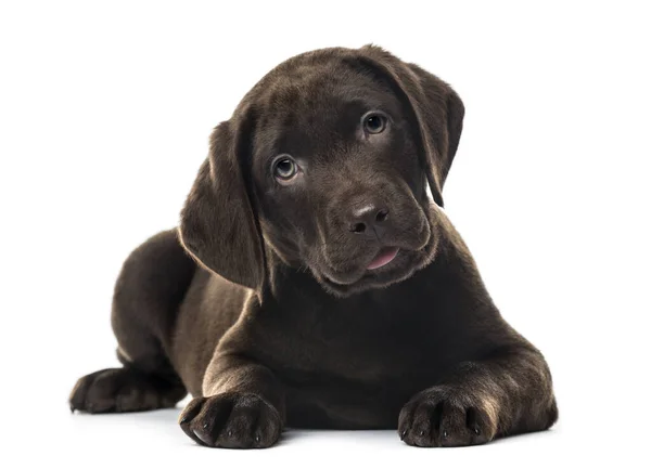 Valpchoklad Labrador Retriever Liggande Månader Gammal Isolerad Vitt — Stockfoto