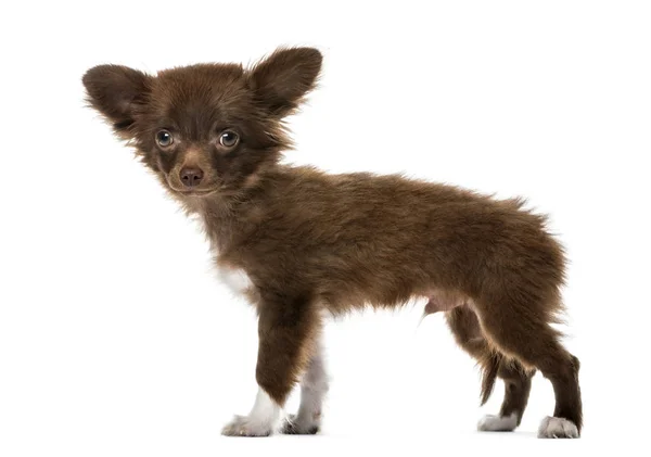 Puppy Chihuahua Standing Months Old Isolated White — Stock Photo, Image