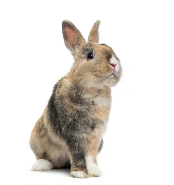 Conejo Multicolor Sentado Aislado Blanco — Foto de Stock