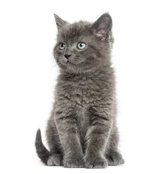 Grey Kitten British Shorthair Sitting Weeks Old Isolated White — Stock Photo, Image