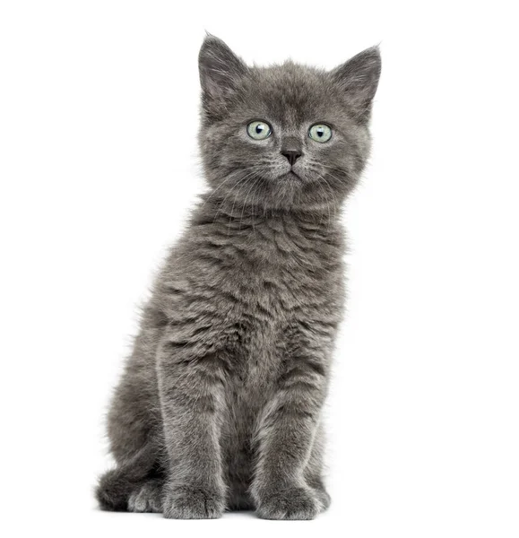 Grey Kitten British Shorthair Sitting Weeks Old Isolated White — Stockfoto