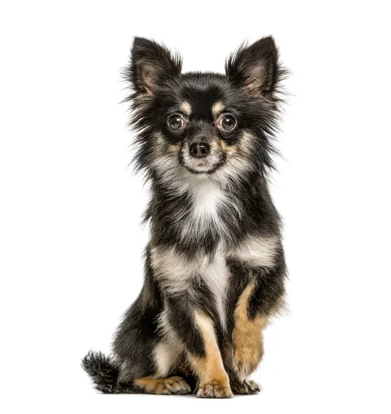 Chihuahua Zit Heft Een Poot Geïsoleerd Wit — Stockfoto