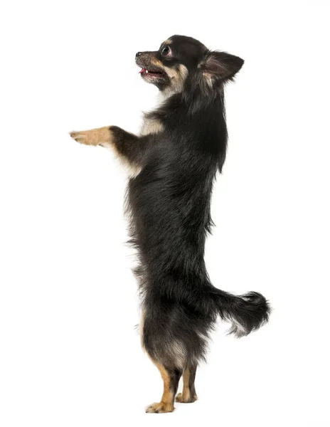 Chihuahua Debout Sur Ses Pattes Postérieures Isolé Sur Blanc — Photo