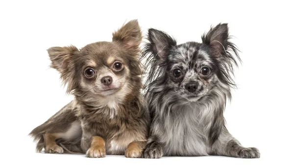 Dwa Chihuahua Leżące Białym — Zdjęcie stockowe