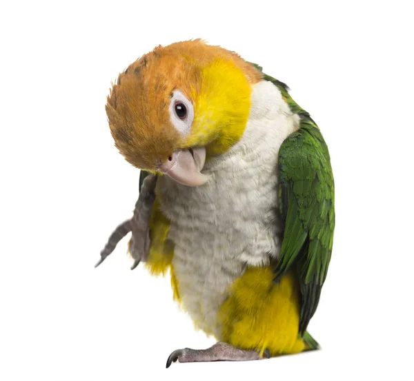 Ptak Podnoszący Nogę Zginająca Się Głowa Izolowane Białym — Zdjęcie stockowe