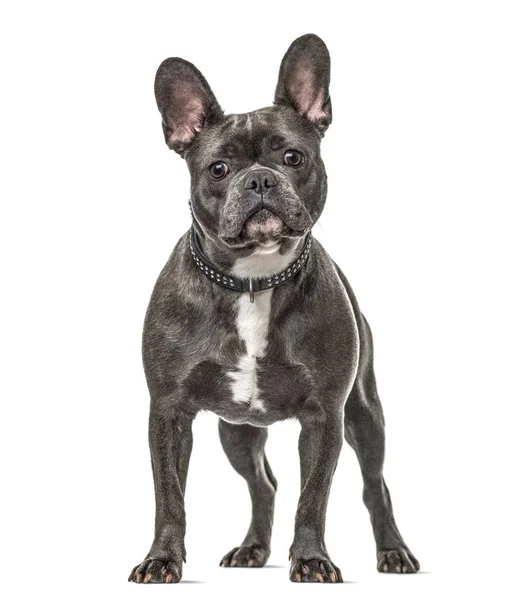 Franse Bulldog Staande Geïsoleerd Wit — Stockfoto