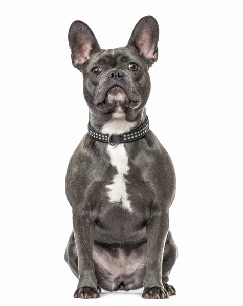 Franse Bulldog Zitten Geïsoleerd Wit — Stockfoto