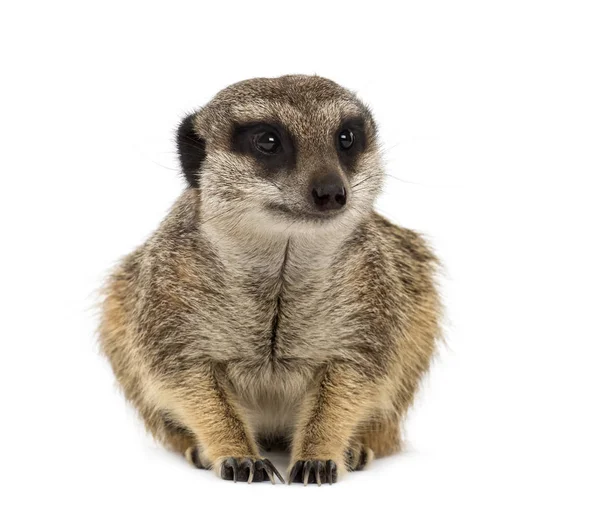 Front View Suricate Lying Isolated White — Stock Photo, Image