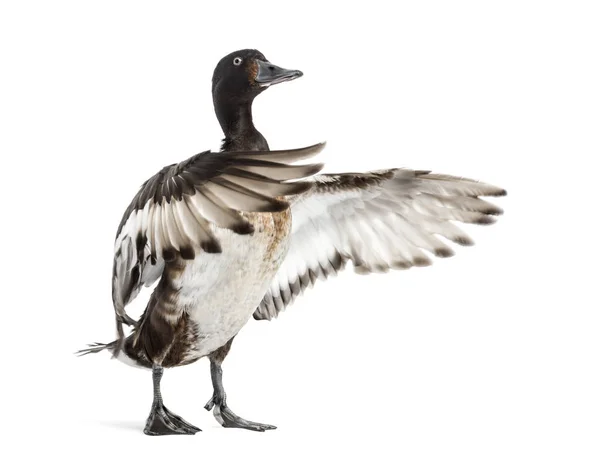 Baer Pochard Spreading His Wings Duck Bird Isolated White — Stockfoto
