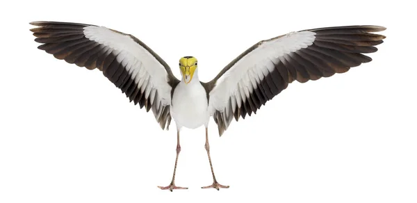 Masked Lapwing Spreading His Wings Isolated White — Stockfoto