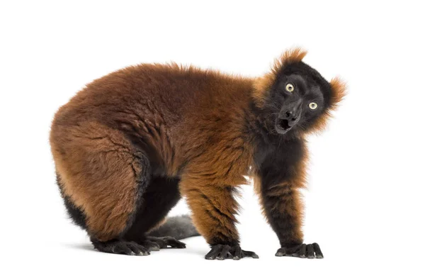 Zaskoczony Czerwony Ruffed Lemur Przed Białym Tle — Zdjęcie stockowe