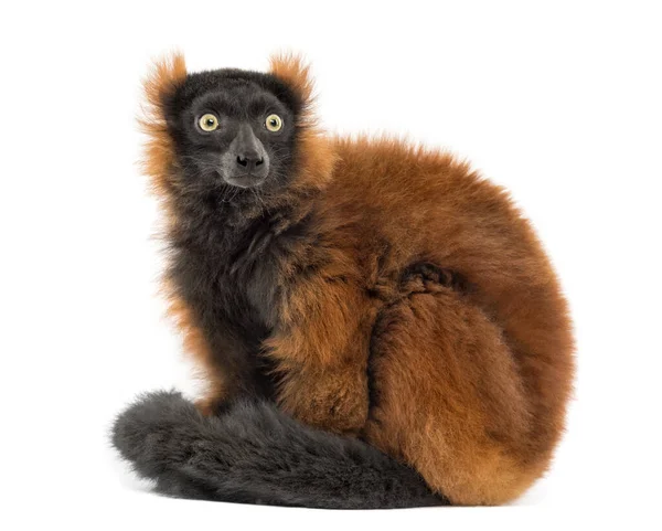 Ruffed Lemur Vermelho Sentado Isolado Whit — Fotografia de Stock