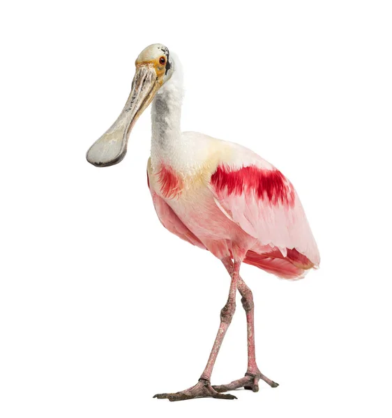 Roseate Spoonbill Standing Isolated White — 图库照片