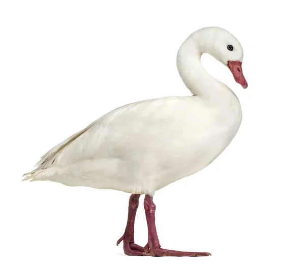 Waterfowl Syanding Isolated White — 图库照片