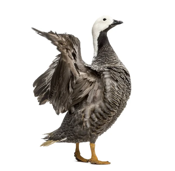 Emperor Goose Flapping Its Wings Isolated White — Stock Photo, Image