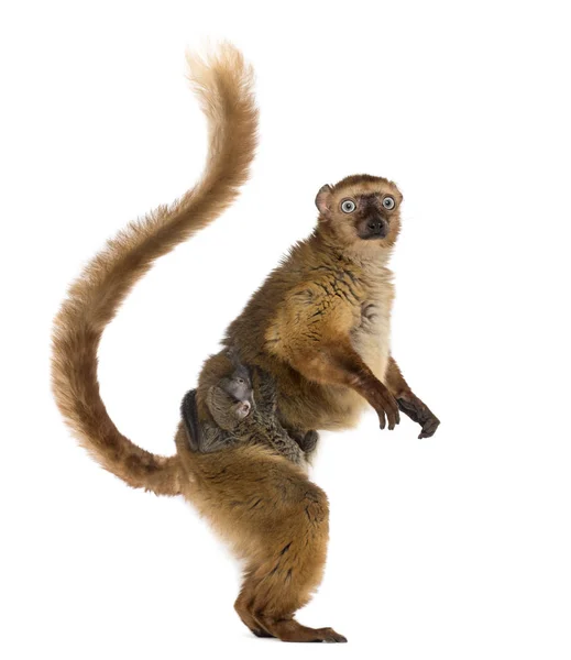 Female Blue Eyed Black Lemurs Whit Her Baby Isolated White — ストック写真