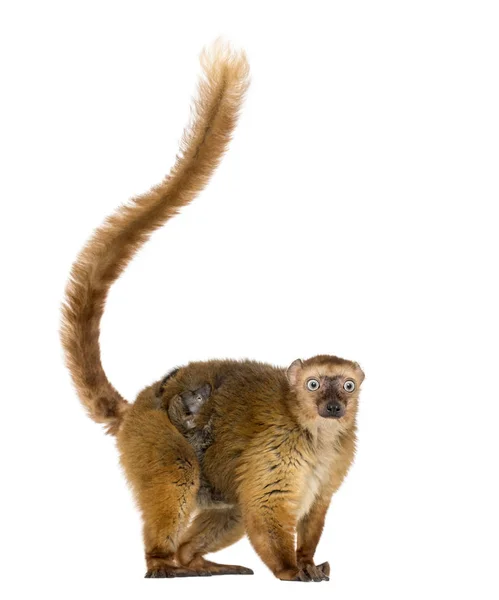 Femmina Dagli Occhi Azzurri Lemuri Neri Con Suo Bambino Isolato — Foto Stock