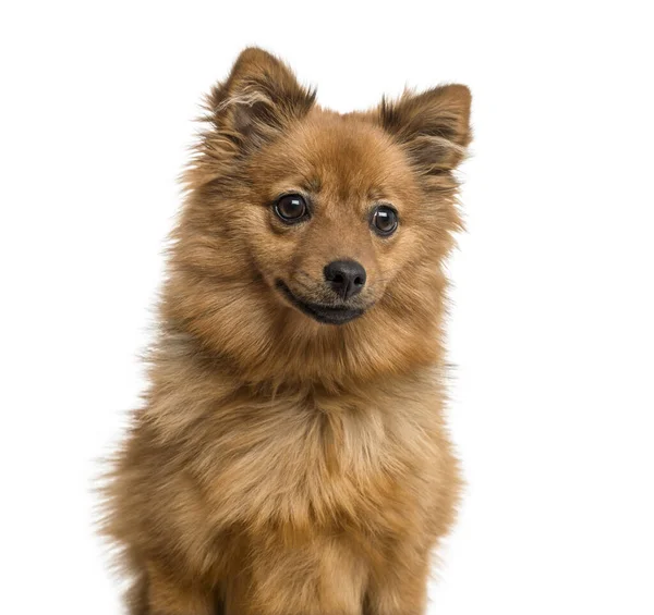 Close Van Een Duitse Spitz Pup Maanden Oud Geïsoleerd Wit — Stockfoto