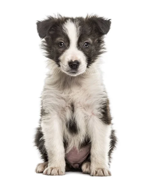 ボーダーコリー子犬に座って 白で隔離 — ストック写真