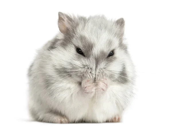 Hamster Som Tvättar Sig Isolerad Vitt — Stockfoto