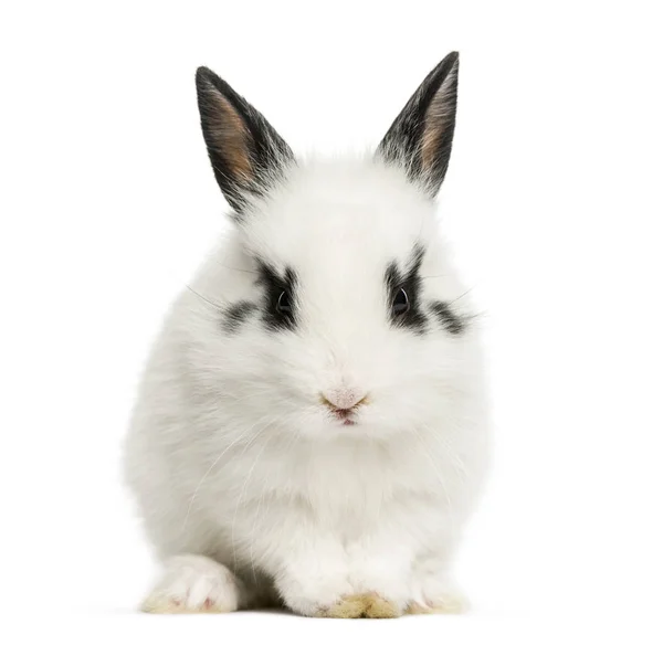 Weißes Kaninchen Sitzend Isoliert Auf Weißem Grund — Stockfoto