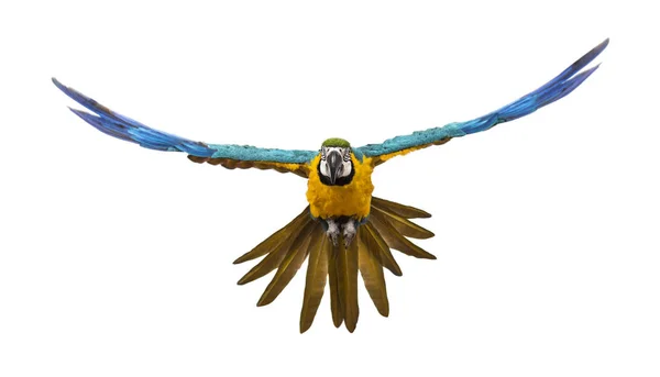 Vista Frontal Guacamayo Azul Amarillo Ara Ararauna Volando Aislado — Foto de Stock