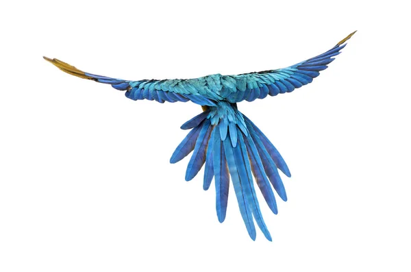 Achteraanzicht Van Een Blauwgele Ara Ara Arauna Vliegend Geïsoleerd — Stockfoto
