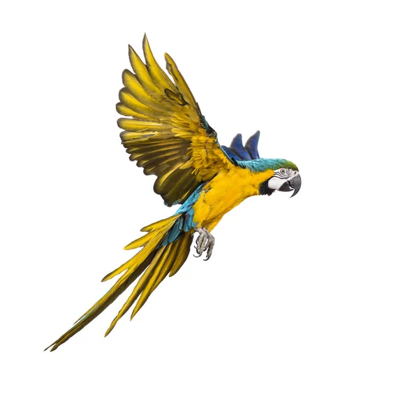 Side View Blue Yellow Macaw Ara Ararauna Flying Isolated — Stock Photo, Image