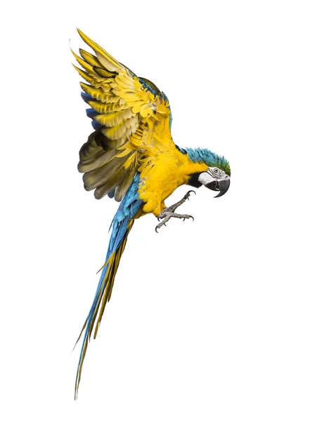 Side View Blue Yellow Macaw Ara Ararauna Flying Isolated — Stock Photo, Image