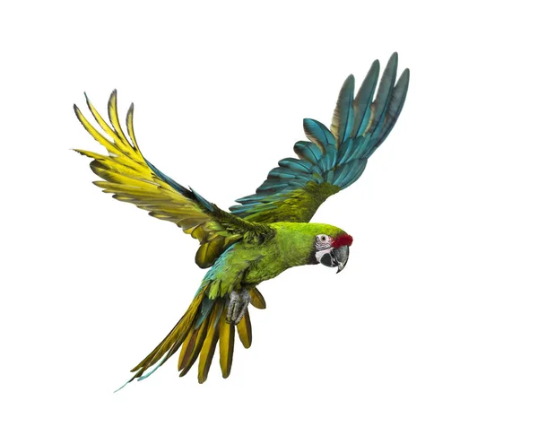 Vojenský Macaw Ara Militaris Létající Izolovaný Bílém — Stock fotografie