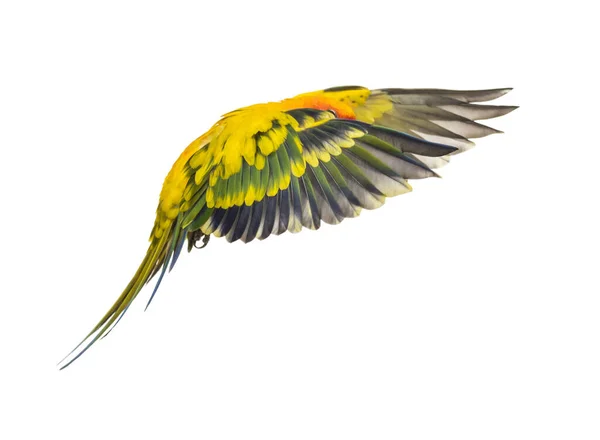 Papuga Słoneczna Ptak Aratinga Solstitialis Latanie Izolacja — Zdjęcie stockowe