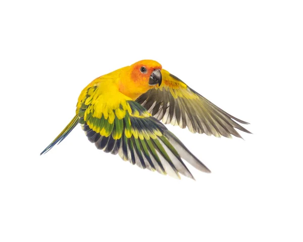 Sun Parakeet Bird Aratinga Solstitialis Flying Isolated — Stock Photo, Image