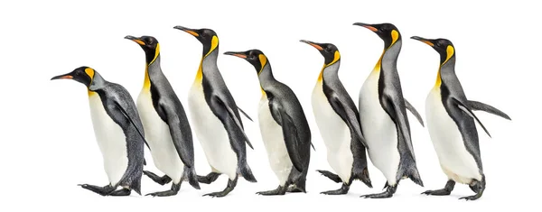 Grupa Pingwinów Królewskich Chodzących Pod Rząd Odizolowanych — Zdjęcie stockowe