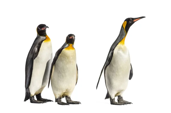 Królewskie Pingwiny Kroczące Rzędu Odizolowane — Zdjęcie stockowe