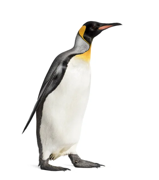 Seitenansicht Eines Königspinguins Beim Gehen Isoliert Auf Weißem Grund — Stockfoto